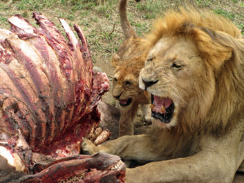 Masai Mara