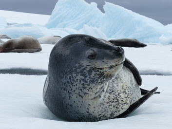 Antarctica