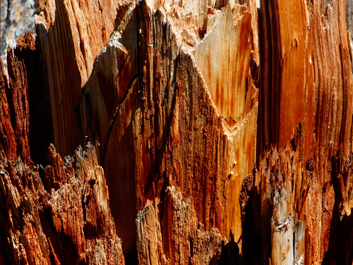 Nature's Art