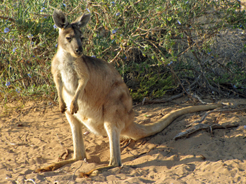 West-Australia